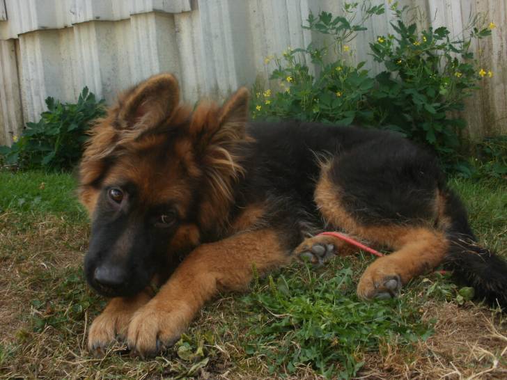 Hooper - Berger Allemand Mâle (10 mois)
