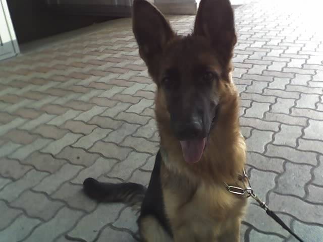 mila - Berger Allemand (5 mois)