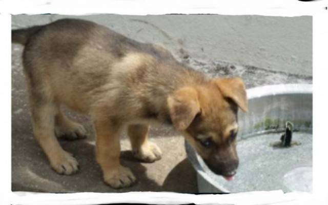 laika de pequeña - Berger Allemand (3 mois)