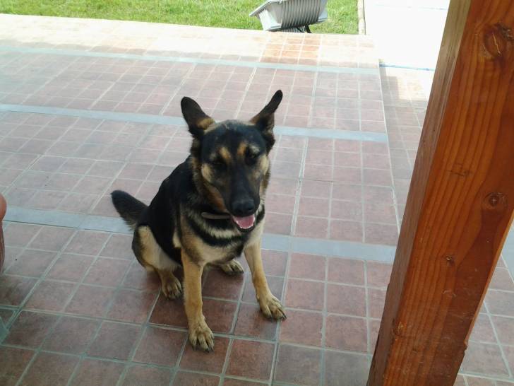 laika de grande - Berger Allemand (2 ans)