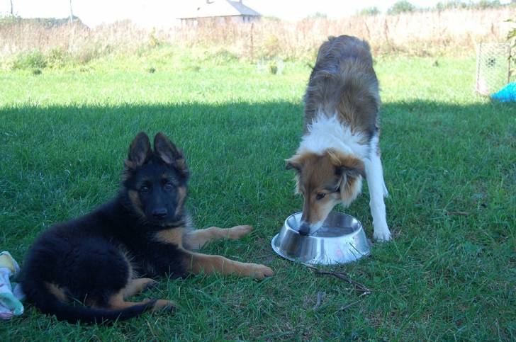 Ares & Aksa - Berger Allemand Mâle (8 mois)