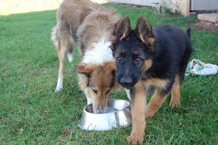 Ares & Aksa 2 - Berger Allemand Mâle (8 ans)