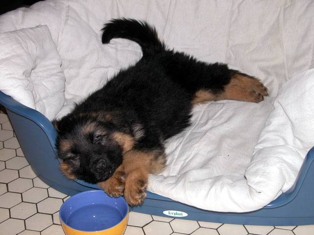 linda - Berger Allemand (1 mois)