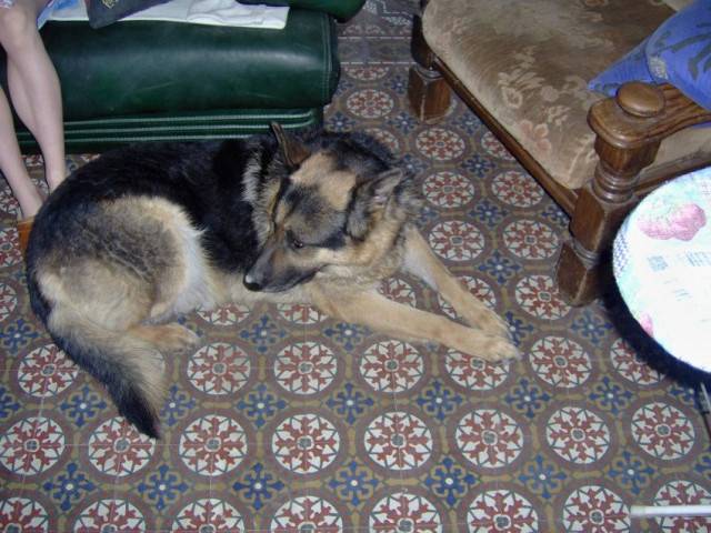 sultan - Berger Allemand Mâle (9 mois)