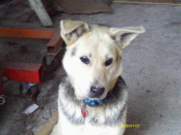 Max - Berger Allemand Mâle (2 ans)