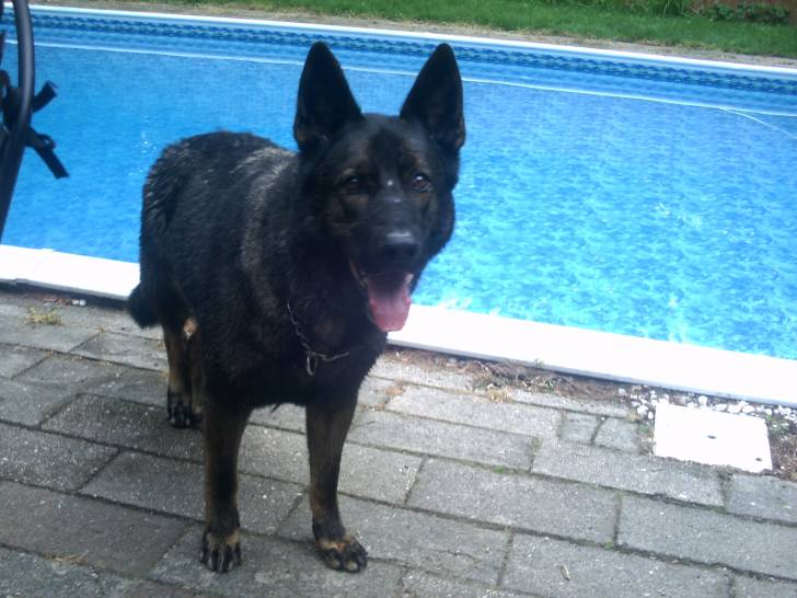 Jake - Berger Allemand