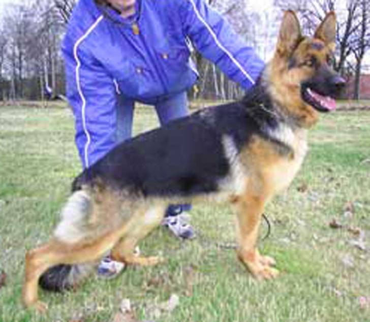 RP DOG - Jason Cole - Berger Allemand Mâle (2 ans)