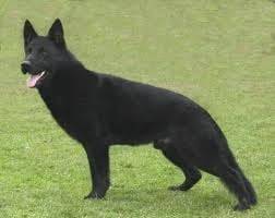 noah - Berger Allemand Mâle (2 ans)