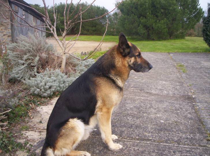 ulky - Berger Allemand Mâle (9 ans)