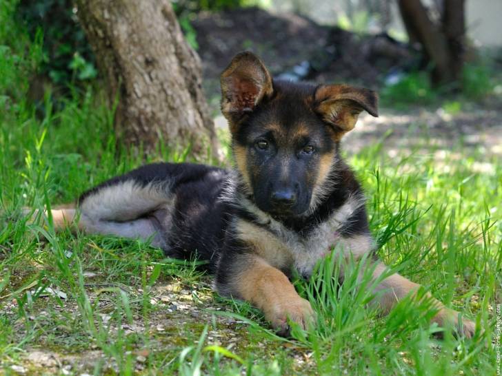 Lilou - Berger Allemand (2 ans)