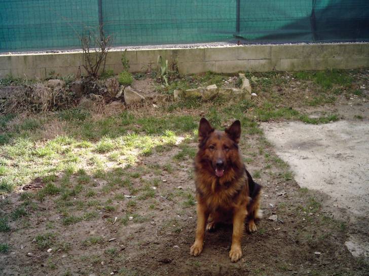 titan - Berger Allemand Mâle (8 mois)