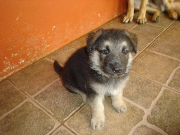 Conan994 - Berger Allemand (1 mois)