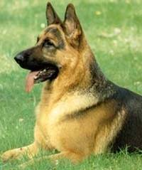 resorrte - Berger Allemand Mâle (4 ans)