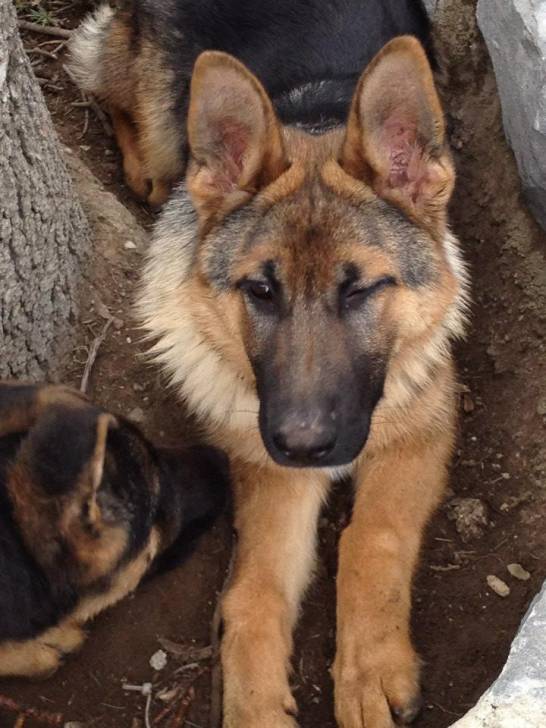 Sara - Berger Allemand (6 mois)