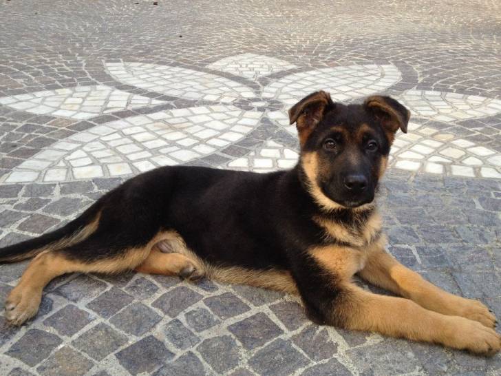 Max - Berger Allemand Mâle (5 mois)