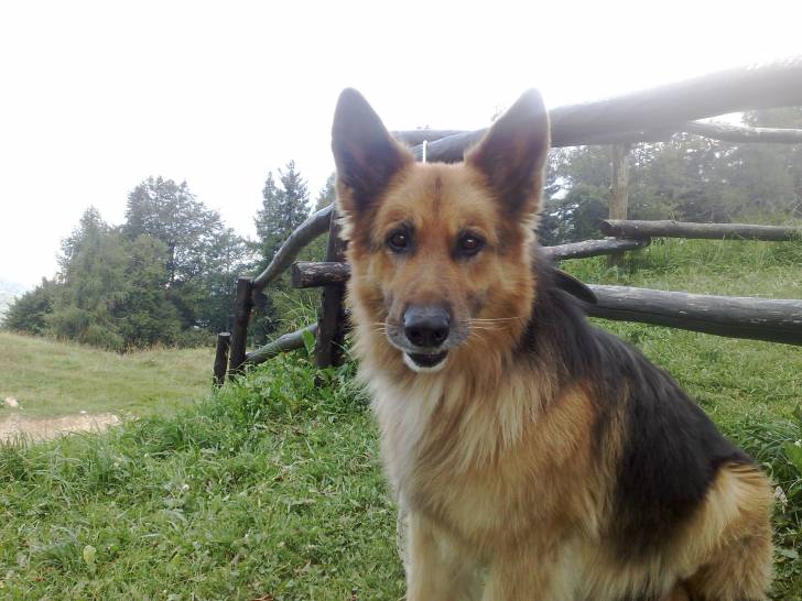 Buck - Berger Allemand Mâle