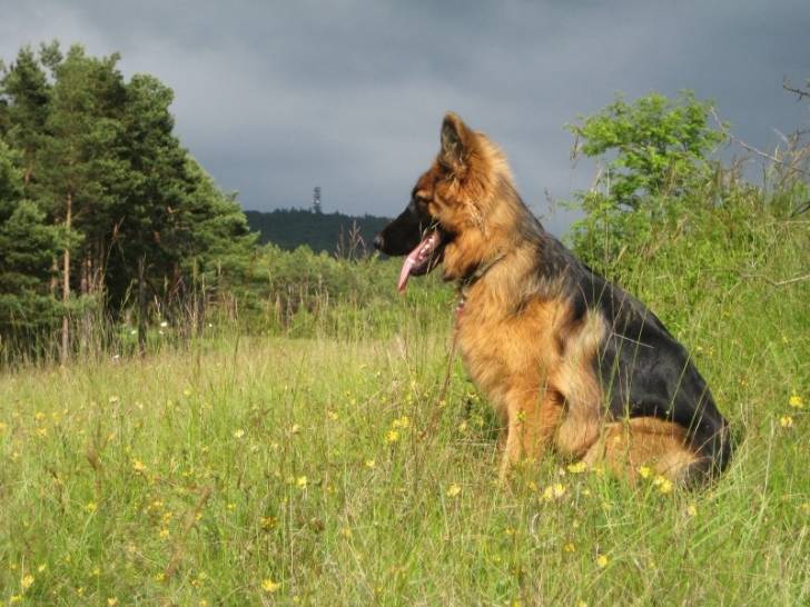 Lola - Berger Allemand (6 ans)