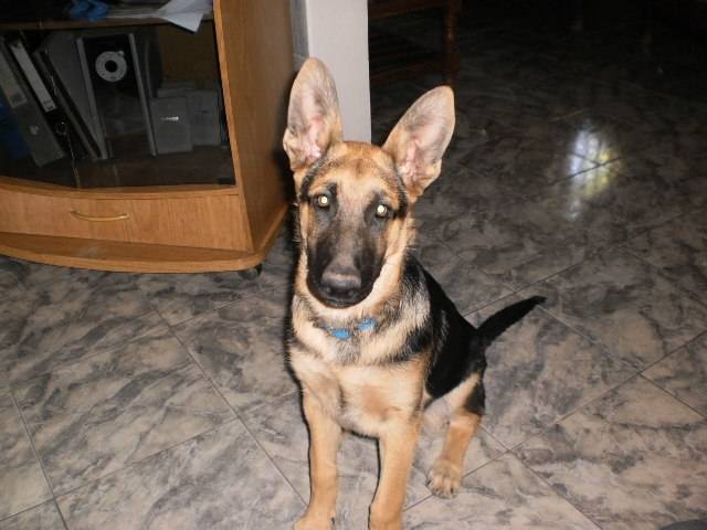 Roger - Berger Allemand Mâle (5 mois)