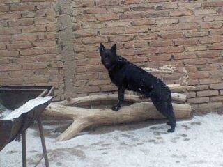 Negro - Berger Allemand Mâle (4 ans)
