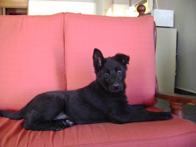 Negro - Berger Allemand Mâle (6 mois)