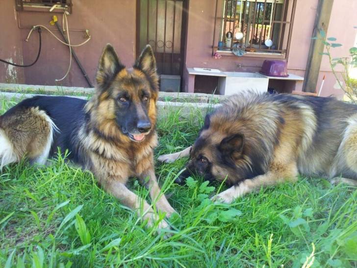 Loba y su hijo Ra - Berger Allemand