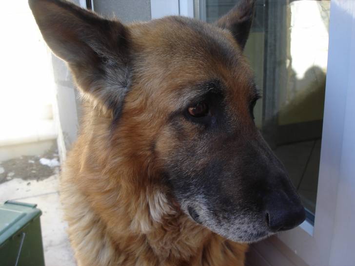 Shanghai - Berger Allemand Mâle (10 ans)