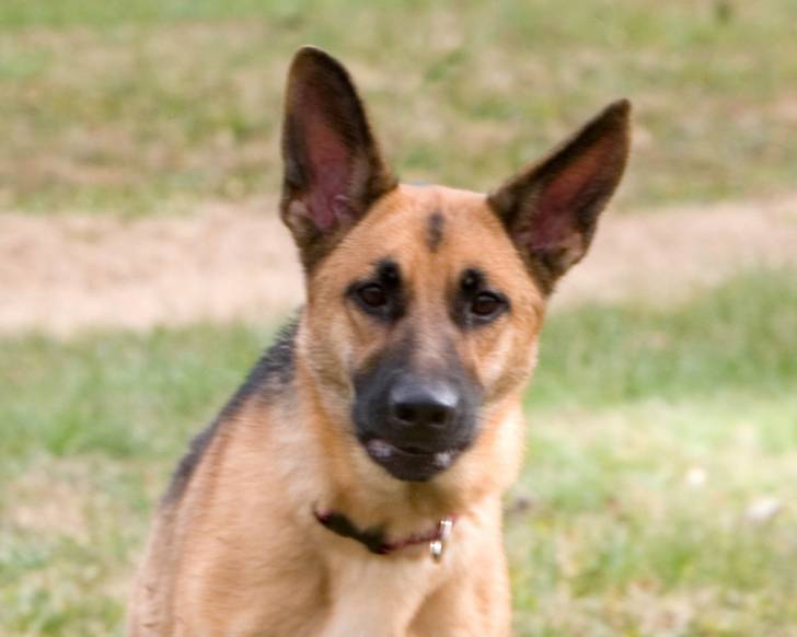 Sarah - Berger Allemand (5 ans)