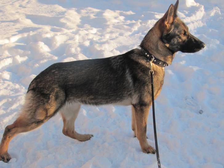 Dakota - Berger Allemand (11 mois)