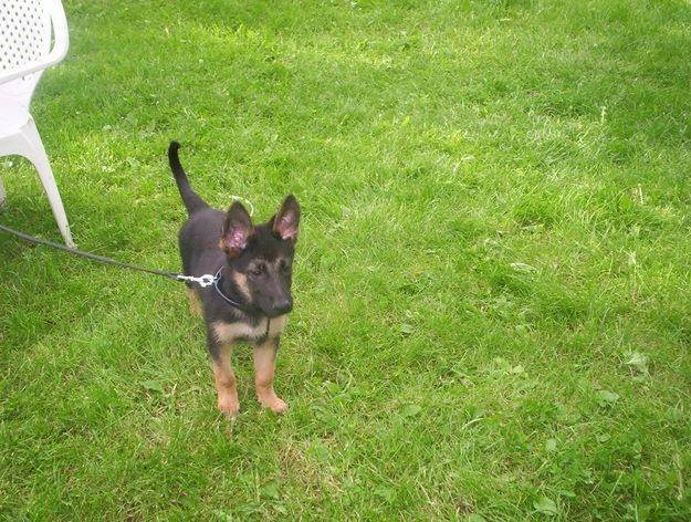 Chiko - Berger Allemand Mâle (6 mois)