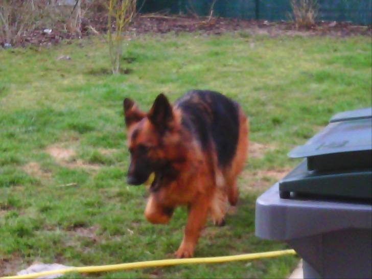 Gaïa - Berger Allemand (2 ans)