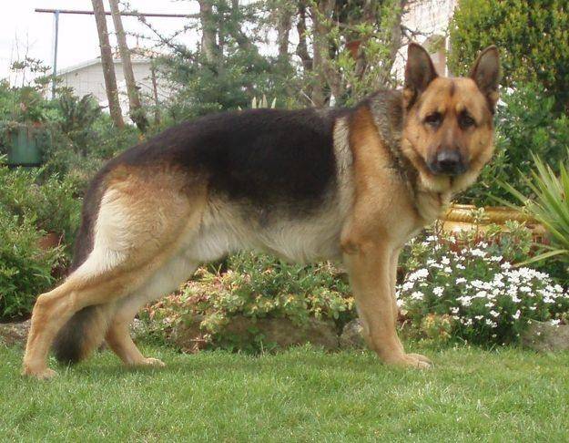 Brutus - Berger Allemand Mâle (2 ans)