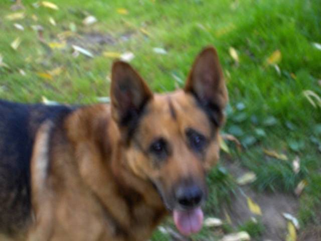 Rusty - Berger Allemand Mâle (Autre)