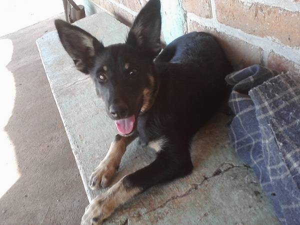 Lucy - Berger Allemand (8 mois)