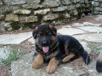 billy - Berger Allemand Mâle (3 mois)