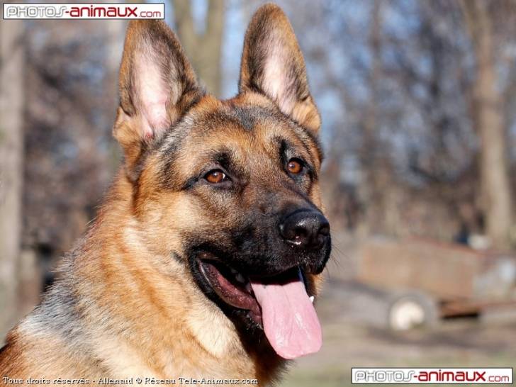 Xenas - Berger Allemand (12 ans)