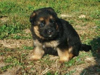 rex - Berger Allemand Mâle (6 mois)