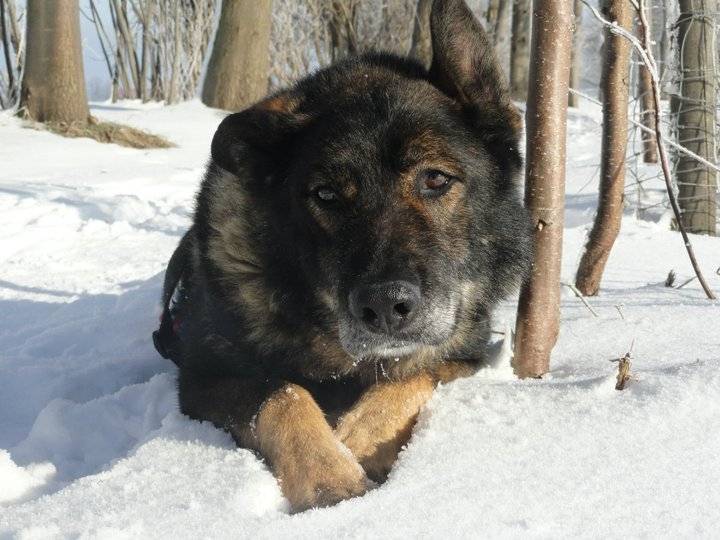 Wodan - Berger Allemand Mâle (13 ans)