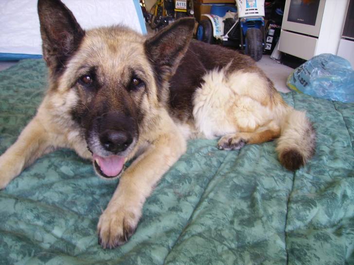 jessie - Berger Allemand (13 ans)