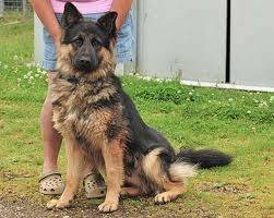 lexi - Berger Allemand (2 ans)