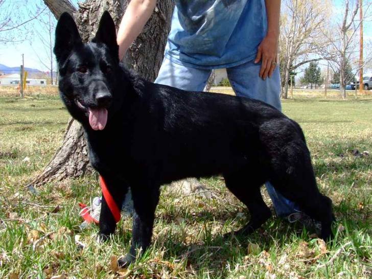 Misty - Berger Allemand (1 an)
