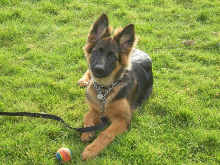 Quintus - Berger Allemand Mâle (2 ans)