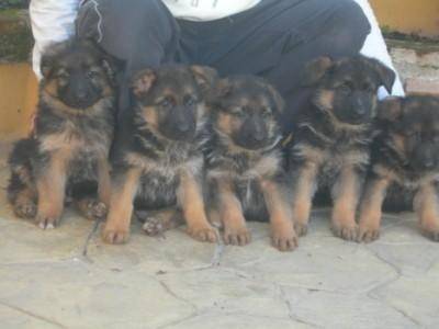 linsi,amore,rosa,pelota y crema - Berger Allemand Mâle (2 mois)
