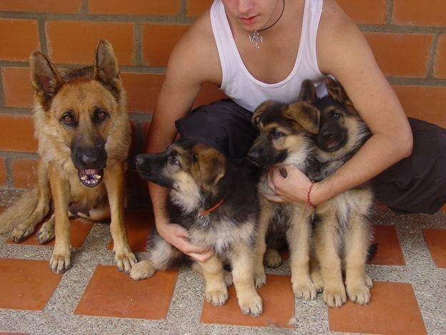 estrella,linsi,amore y crema - Berger Allemand (2 ans)