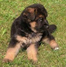 Roki - Berger Allemand Mâle (4 mois)