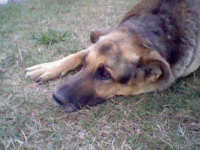 Maxou - Berger Allemand Mâle (14 ans)