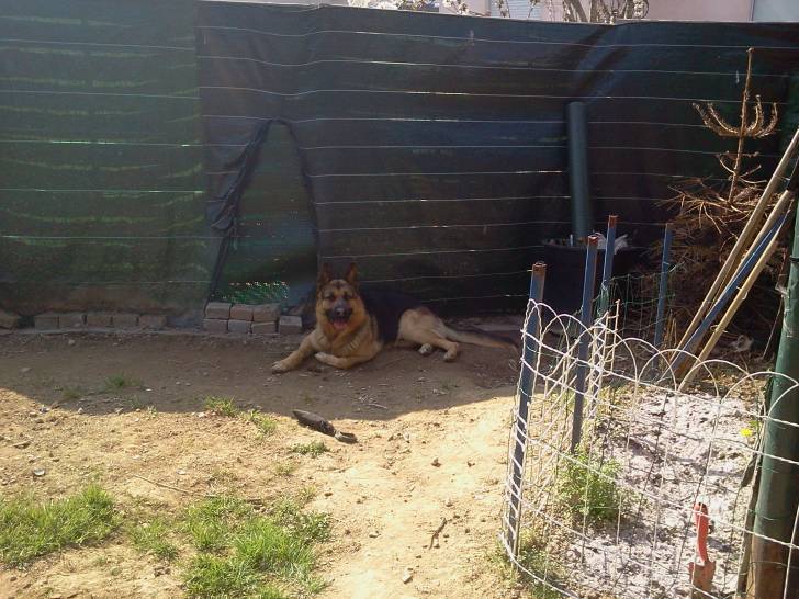 Egone - Berger Allemand Mâle (4 ans)