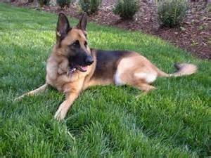 max - Berger Allemand