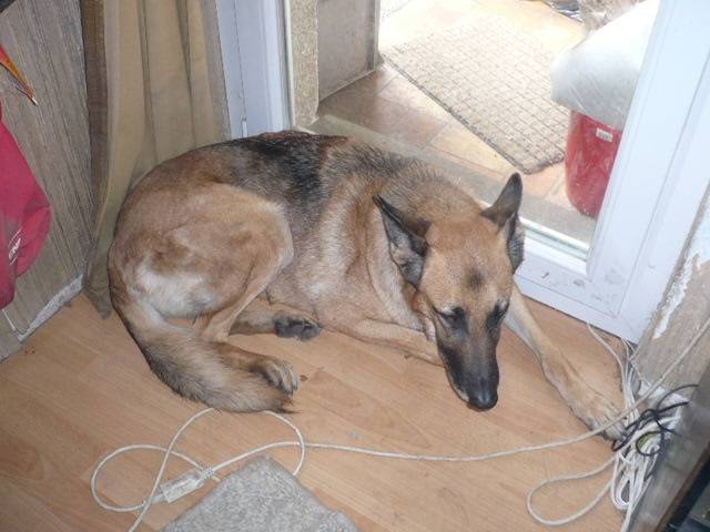 Sultane - Berger Allemand (7 mois)