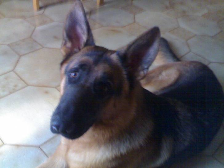 ZEUS - Berger Allemand Mâle (1 an)