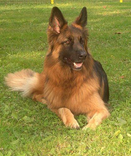sultan - Berger Allemand Mâle (6 ans)